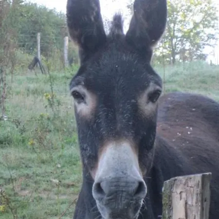 En Pleine Nature Avec Wifi, Animaux Acceptes - Fr-1-489-122 Barrais-Bussolles